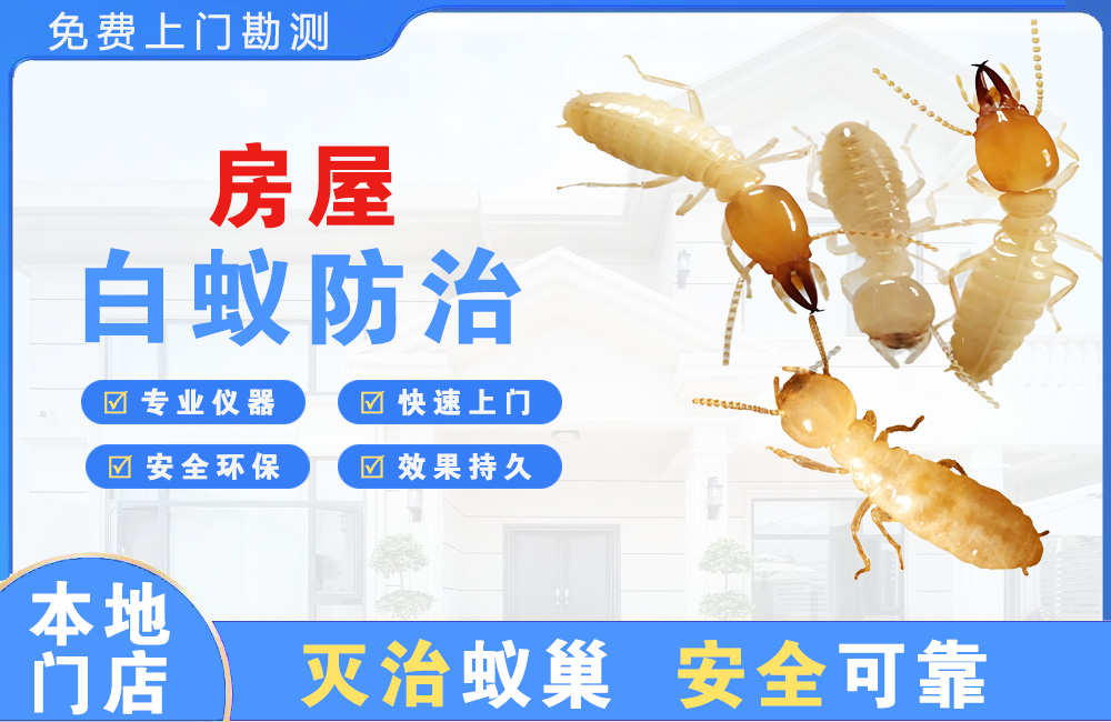 绵阳房屋白蚁防治